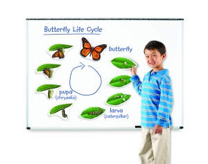 Magnetický životní cyklus motýla